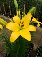 [5045 Serrada SES No02.JPG]